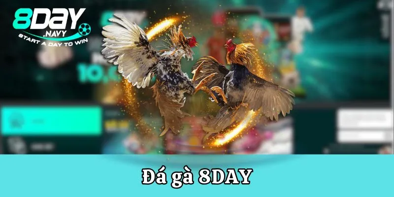 8Day Đá gà 8DAY hợp tác phát sóng tại các trường đấu hàng đầu Châu Lục